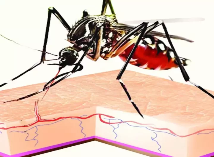 Wadgaonsheri-Ahmednagar road ward report highest cases of dengue in July: PMC